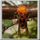 Vespa crabro - Hornisse 11.jpg